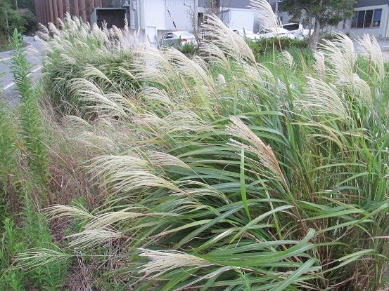 秋分に見掛けたススキと萩の花 お出かけ発見独り言 秋分に見掛けたススキと萩の花 お出かけ発見独り言