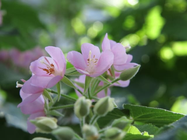 ドンベヤ　里見の春