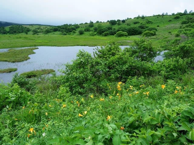 7 7 八島湿原ニッコウキスゲ開花状況 八島ビジターセンター