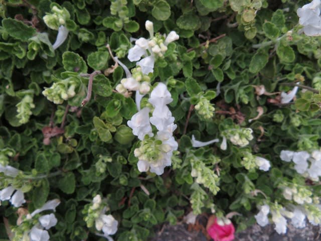 園芸種で多くみかけるようになった白のコバノタツナミソウ 0 野の花 庭の花