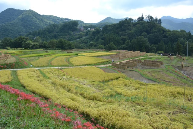 ２７１９ 秩父 横瀬町寺坂棚田 その２ 惹かれるもの