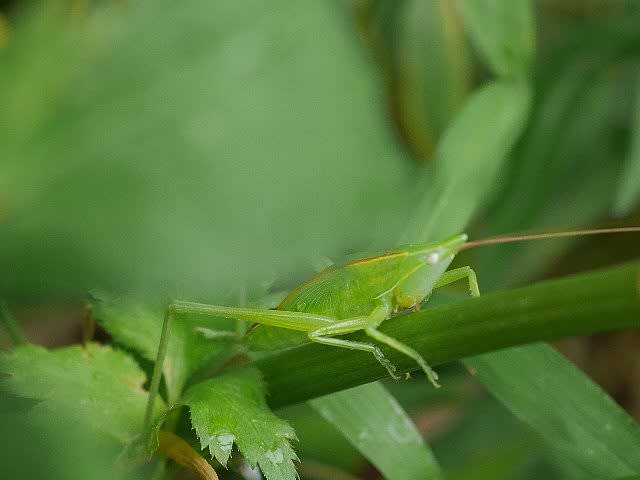 蟋蟀在戸 キリギリスとにあり 庭先の四季