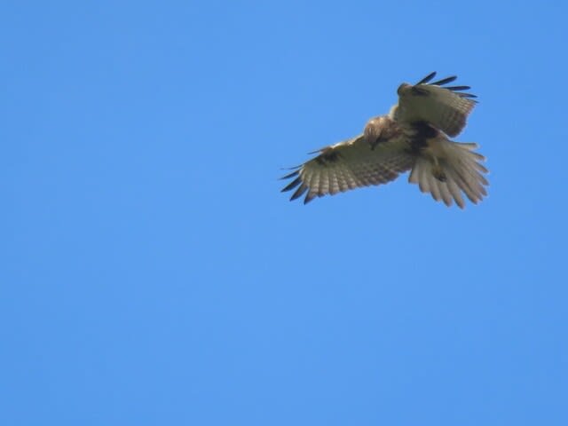 高ボッチ高原・鉢伏山で見た鳥　ノスリ（鵟）