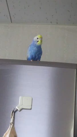 インコは賢い プリッツからポピーへ