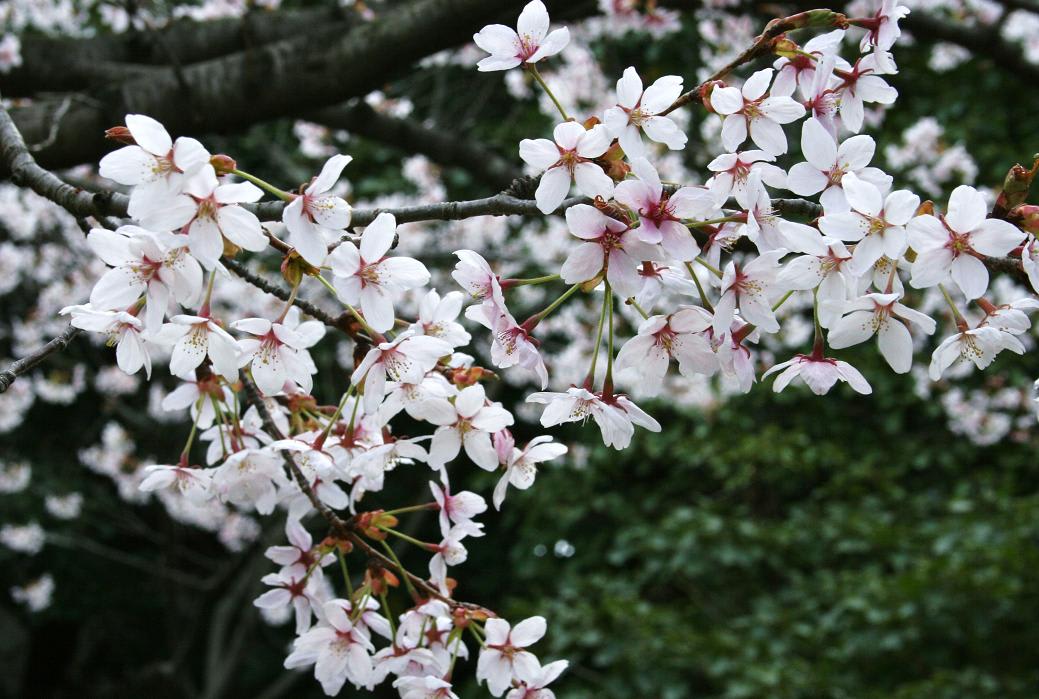 桜咲く季節となり・・・の画像