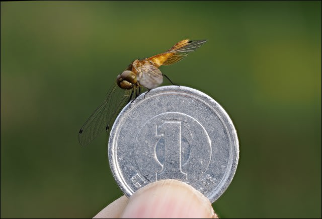 614+ha56h9L._UF894,1000_QL80_.jpg