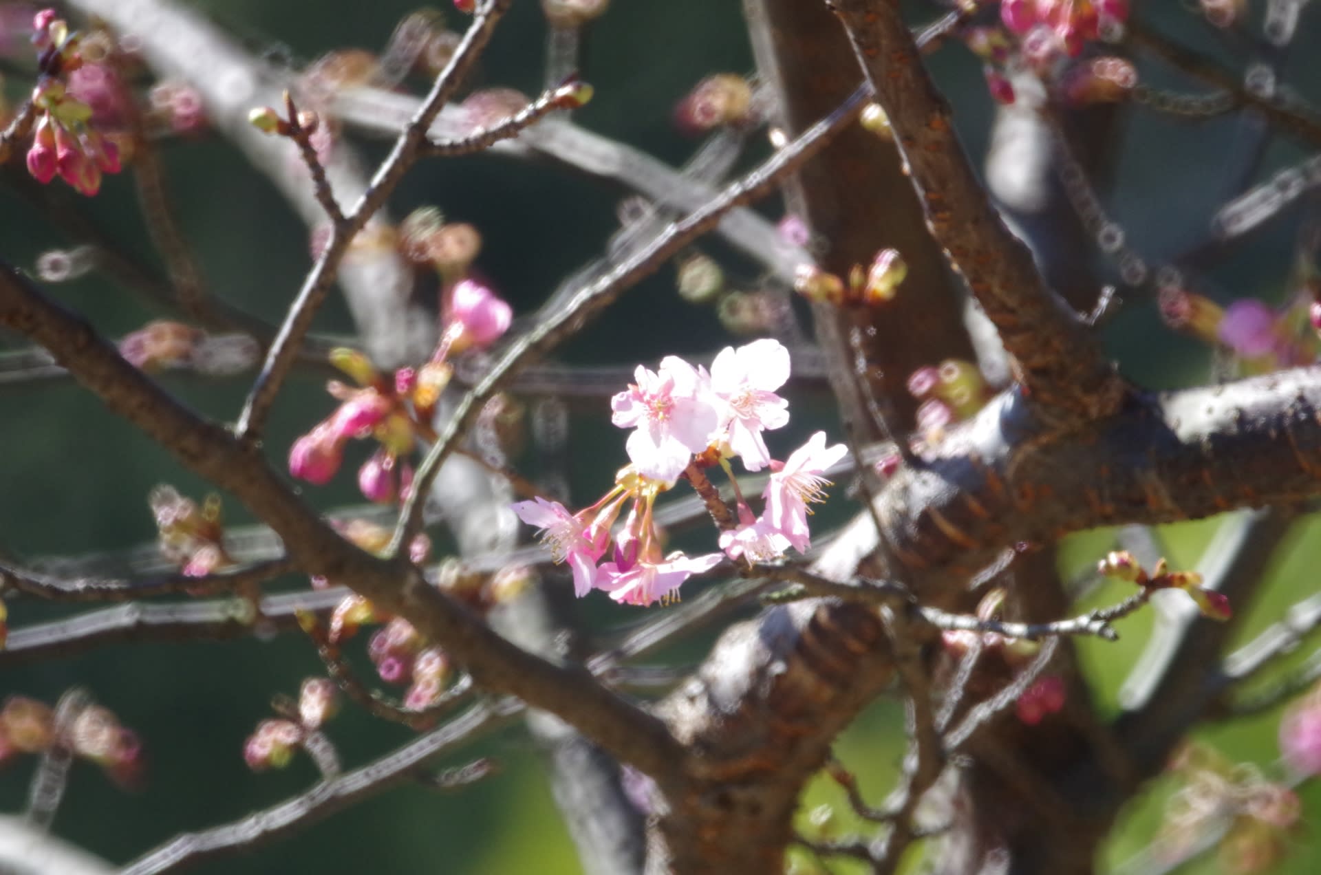 河津桜　その３