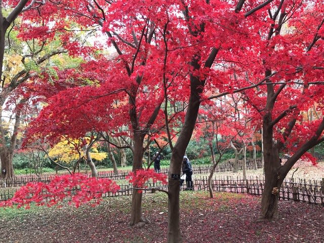 神代植物公園紅葉散策 寄り道日記 ２