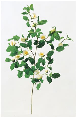 沙羅の木（しゃらのき）の造花 通販 - asca(アスカ)造花専門店