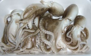 イイダコ 飯蛸 の下処理 寮管理人の呟き