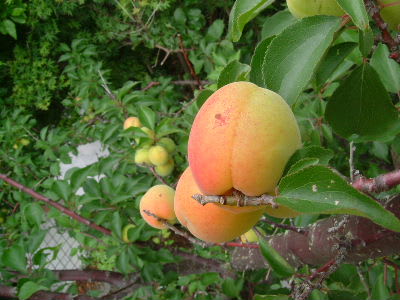 庭の杏収穫 そして杏ジャム作り 杜の茶菓菜 もりのさかな