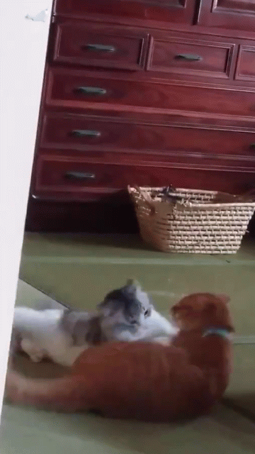 チャイちゃんに反撃するココちゃん 寸草春暉