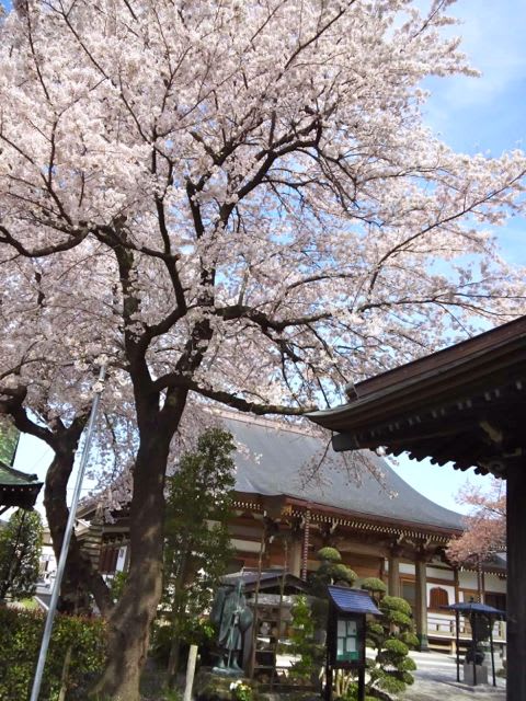 天應院の桜 - あられの日記