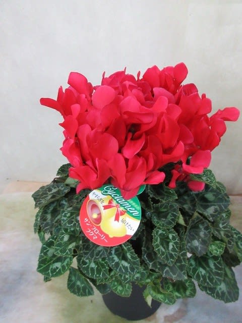 シクラメン5寸鉢を入荷致しました 御祝プレゼント 自宅用 神奈川県 茅ケ崎市の花屋 さんこう生花店 のgooブログ