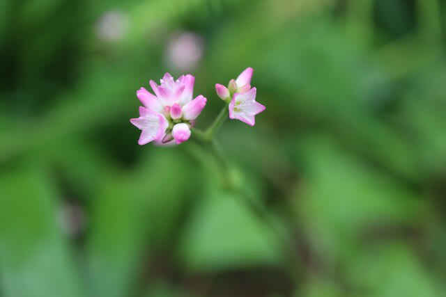 ピンクの小さな花が可憐な ママコノシリヌグイ 高尾の花 21 61 野の花 庭の花