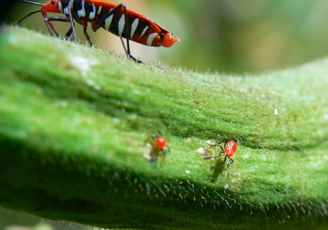草むらに潜む赤い つー虫のブログ