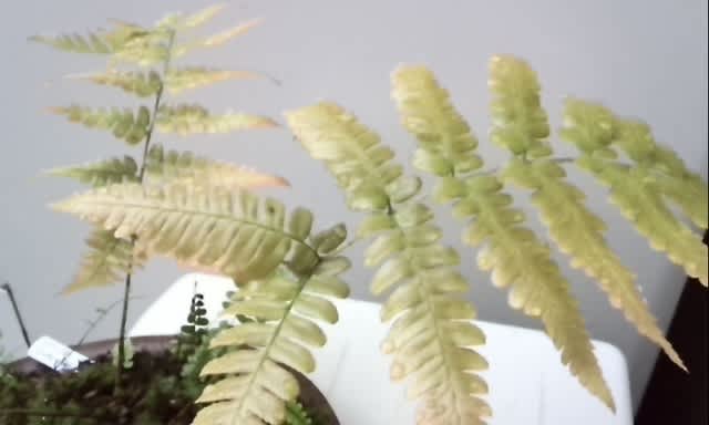 ベニシダ 自宅 私のお庭