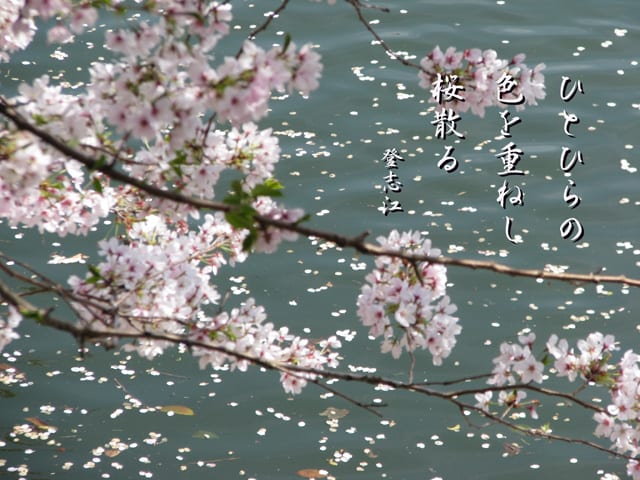 桜散る としの写真と俳句