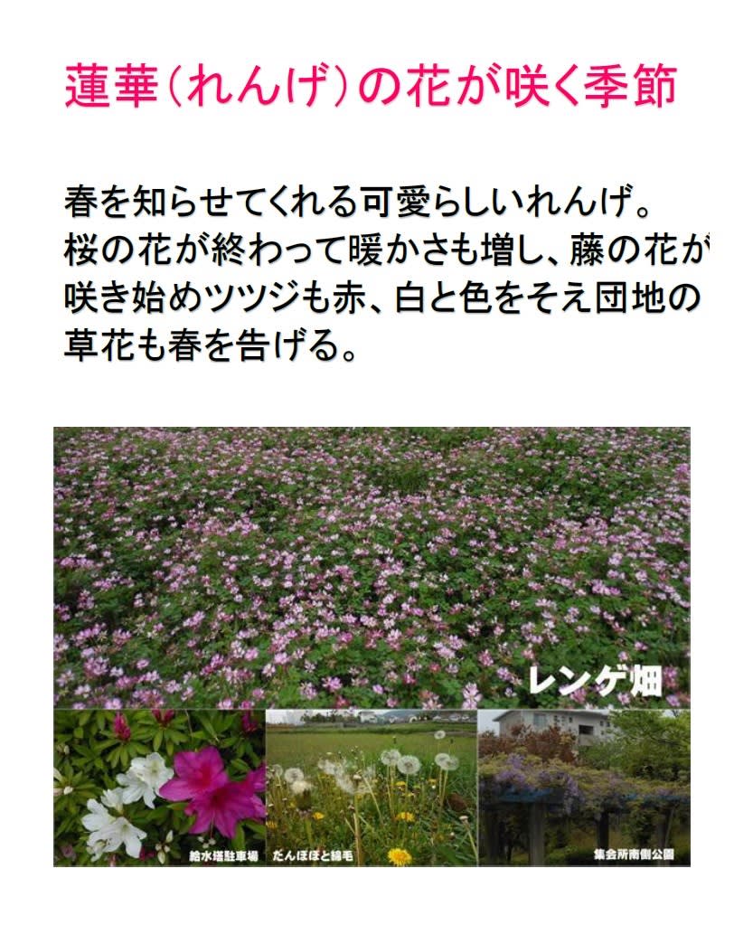 蓮華 れんげ の花が咲く季節 粟生第二住宅ブログ 交流の輪
