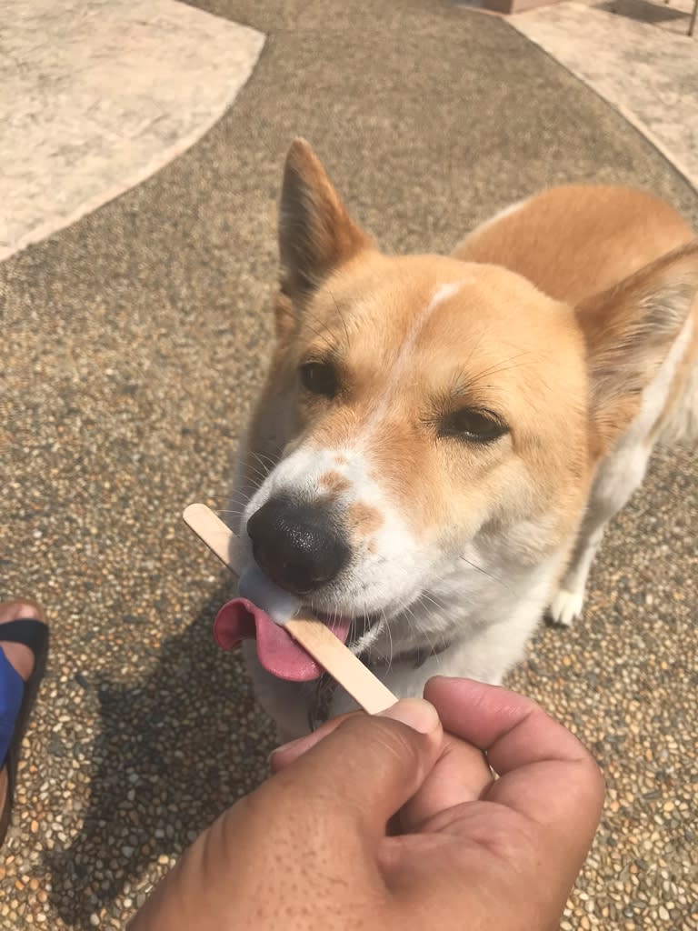 暑いから犬もアイス Cocoroコロコロ
