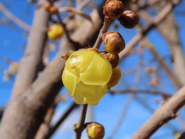季節は春に進む　ソシンロウバイ（素心蝋梅）の花