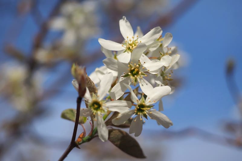 初めて見る桜のような白い花 アメリカザイフリボク ジューンベリー へそまがり姫 あっちこっち