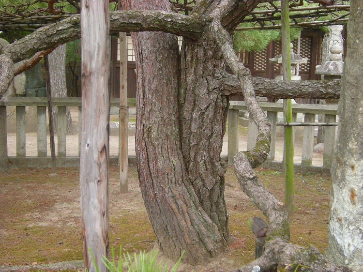 高砂神社 相生の松 - 大好き！はりま