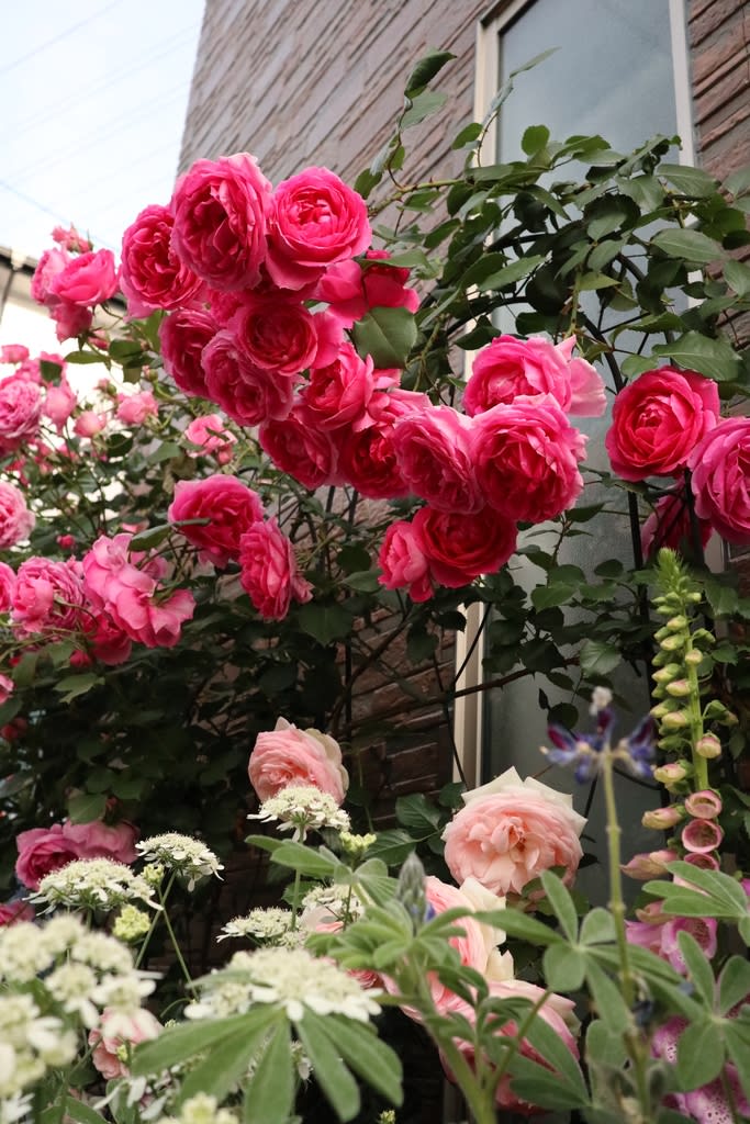 沢山咲いたつるバラパレード お庭がなくても薔薇に囲まれて暮らしたい