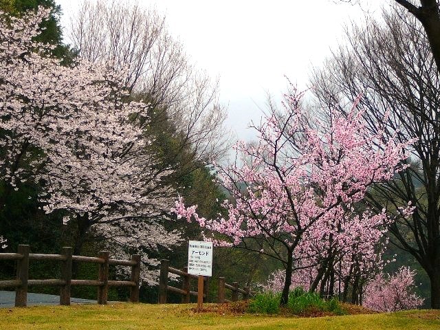 アーモンドの花の画像