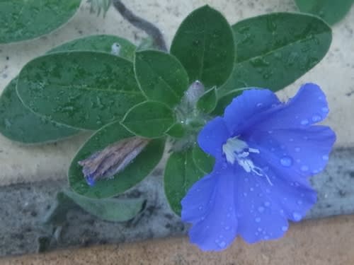 アメリカンブルーの花 ｎｉｗａ ｎｉｈａ ｈａｎａ 庭には花