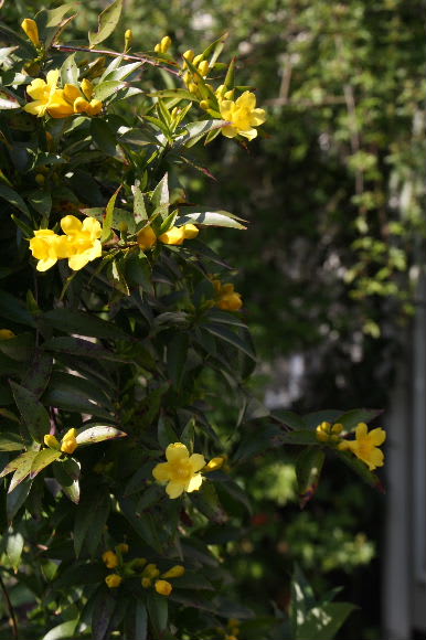 カロライナ ジャスミン M S Small Garden Milky Mamaの小さな庭 カロライナ ジャスミン M S Small Garden Milky Mamaの小さな庭