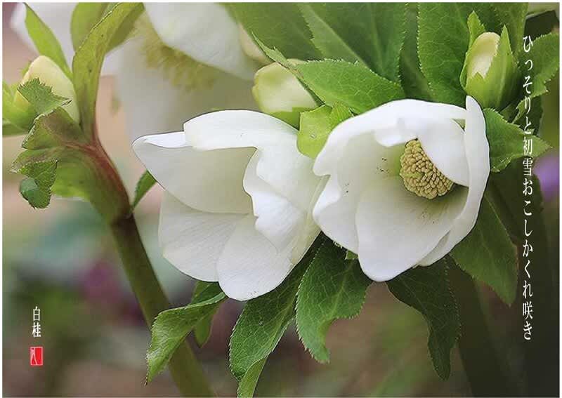 ㉕-371クリスマスローズ クリスマスローズ【O dd/ローズバイ