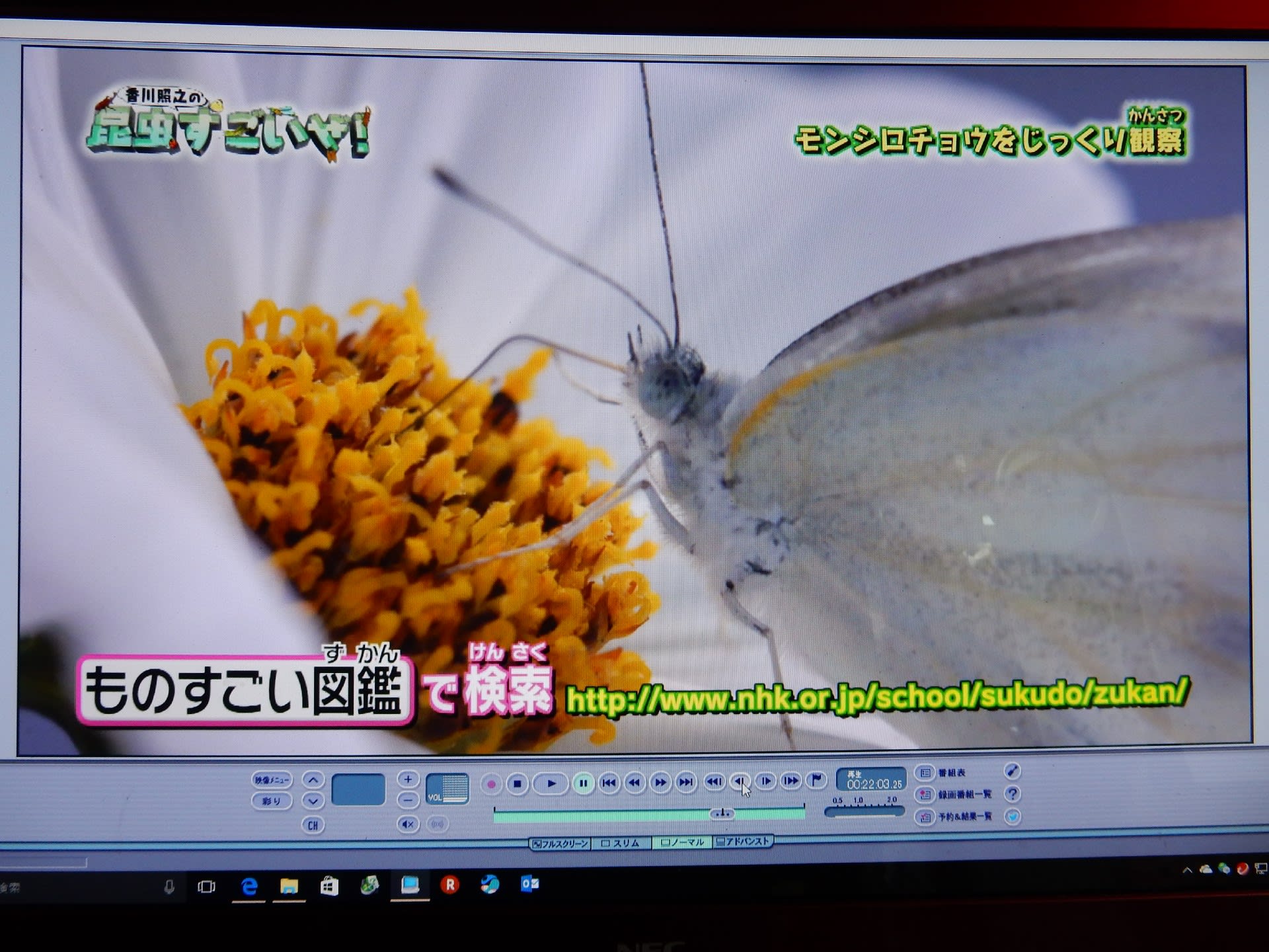図鑑 モンシロチョウ ものすごい 昆虫をぐるぐる回して観察しよう！NHK for