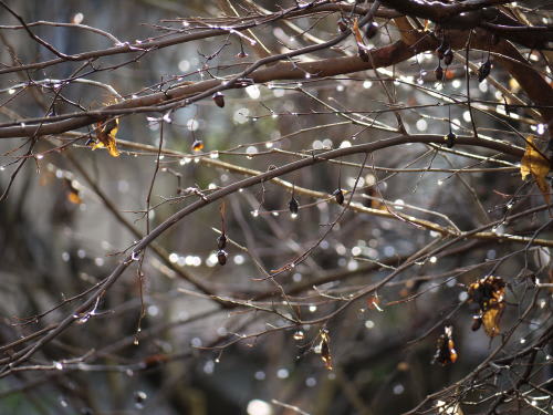 エゴノキの枝や実についた水滴