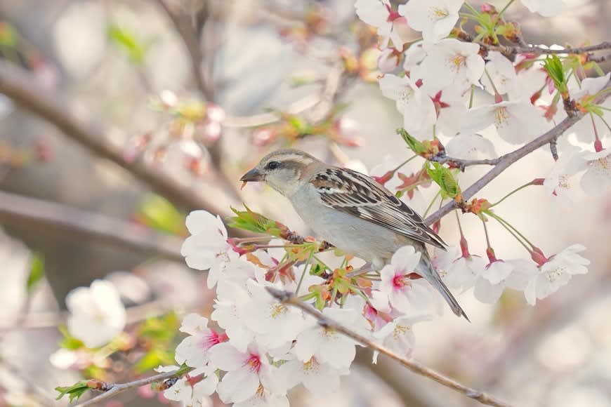 ニュウナイスズメ♀ 02 入内雀♀
