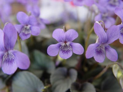 花の詩 すみれ 花の詩 新規 古都逍遥 京都 奈良編