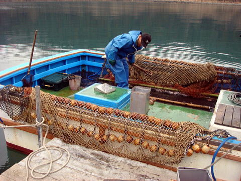 能登島のナマコ漁について Jcaの激闘 投げ釣り戦記 能登島のナマコ漁について Jcaの激闘 投げ釣り戦記
