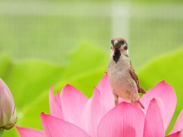 紅いハスの花に雀が乱舞　白鷺公園 - 　　　　　お花大好き　野鳥大好き