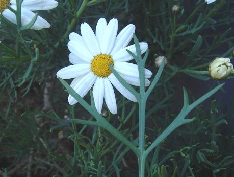 マーガレット 木春菊 の白い菊状花 里山コスモスブログ