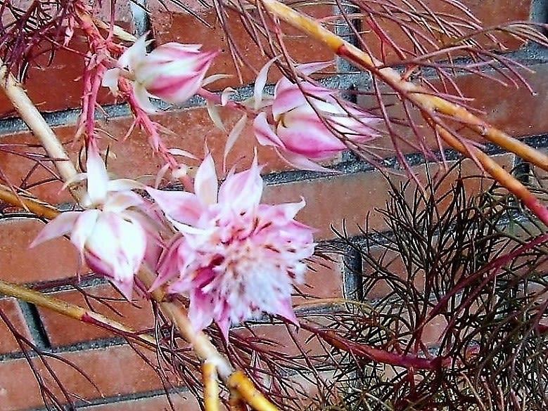 冬に咲く セルリア ギョリュウバイ 花を愛でる