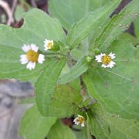 庭に咲いていた雑草の小さな花 その２