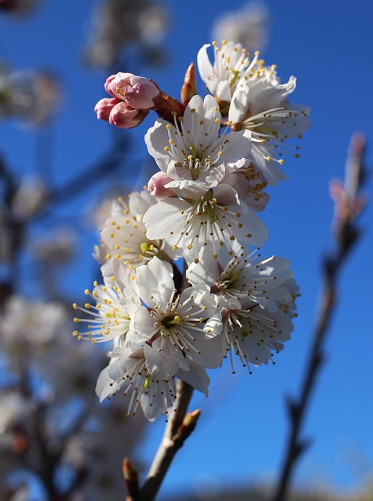 サクランボ 実桜 安城市eb アブリル どこにでもあり どこにもない