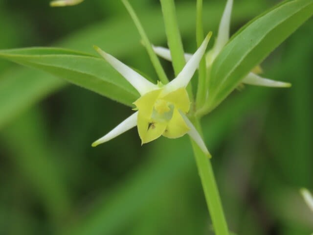 高ボッチ高原・鉢伏山の植物　ハナイカリ（花錨）