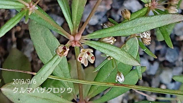 昨日の公園の除草作業が有りましたので その前に気になる子撮っておきました 私のお庭