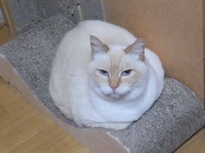 ブーヤンと猫の王国