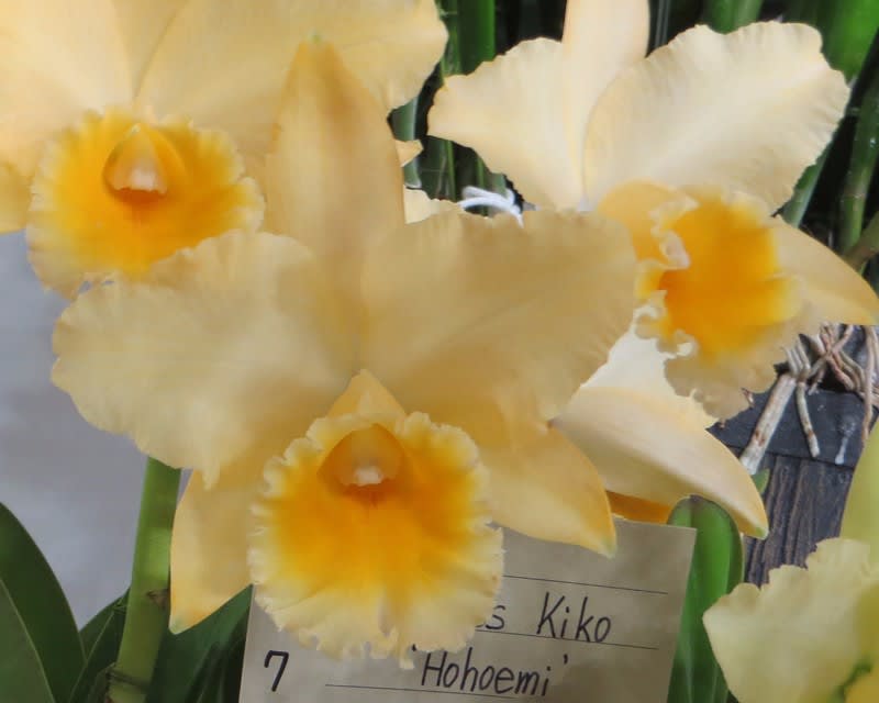 ○Rlc. Princess Kiko'Hohoemi' - カトログ !! ~ カトレヤ交配 ○Rlc. Princess Kiko'Hohoemi' - カトログ !! ~ カトレヤ交配
