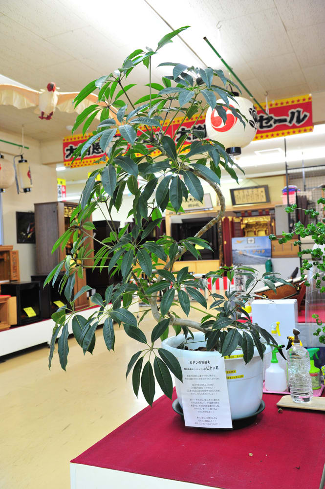 癒しの空間 植物達にかこまれてお仕事です 花善 佐渡の仏壇 墓石専門店の知られざるお話いろいろ 癒しの空間 植物達にかこまれてお仕事です 花善 佐渡の仏壇 墓石専門店の知られざるお話いろいろ