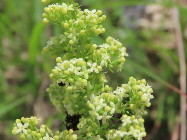 高ボッチ高原・鉢伏山の植物　カワラマツバ（河原松葉）