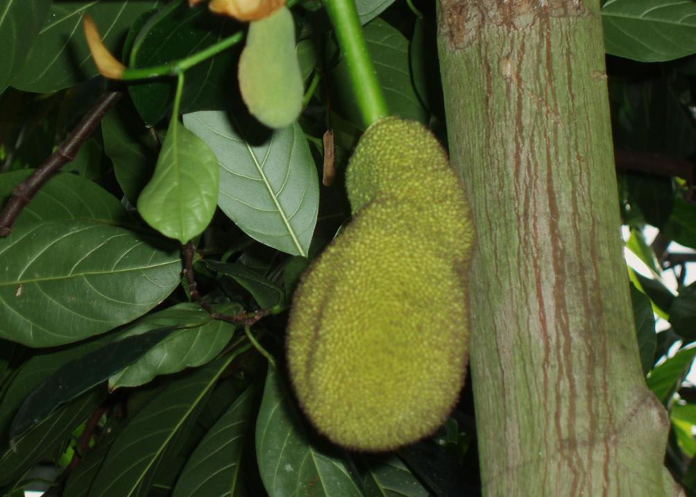 フルーツパーク熱帯果実の画像