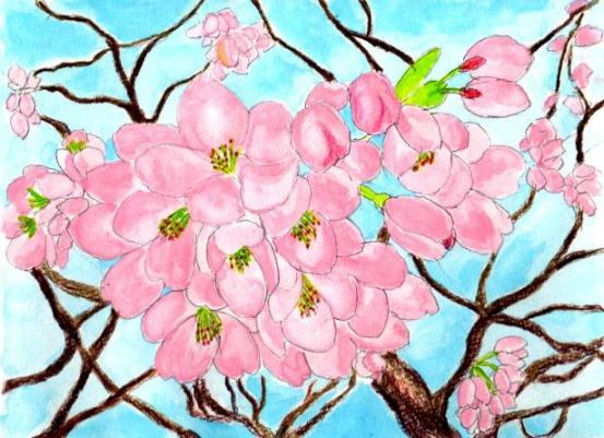 桜の花 透明水彩絵の具と水彩色鉛筆で いろはにぴあの Ver 3